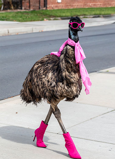 Amazing Mom Funny Mother's Day   A funny mother's day card calling you an amazing chick. | happy mother's day mom amazing chick sunglasses scarf high heel boots Happy Mother's Day to one amazing chick!